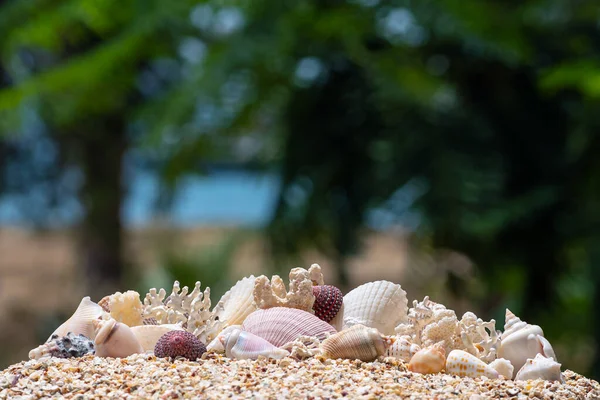 Conchas Praia Recife Coral — Fotografia de Stock