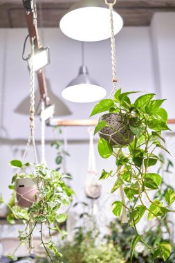 Çiçek dükkanındaki saksılarda bir sürü farklı bitki var. Bahçe merkezi ve toptancı konsepti. Yeşil arka plan. Bir sürü yaprak.