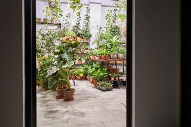 Çiçek dükkanındaki saksılarda bir sürü farklı bitki var. Bahçe merkezi ve toptancı konsepti. Yeşil arka plan. Bir sürü yaprak.