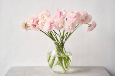 Bahar arkaplanı, çiçek duvar kağıdı. İranlı düğün çiçeği. Açık gri arka planda bir demet pembe ranunculus çiçeği. Eski ahşap masadaki vazo. Duvar Kağıdı