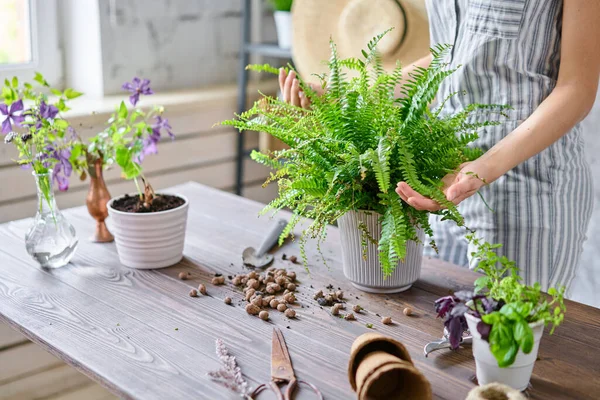 Großaufnahme Hände einer Frau, die einen Farn, eine Zimmerpflanze, verpflanzt. Konzept des Hausgartens. Blumen- und Gartengeschäft. — Stockfoto