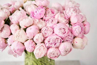 Sevimli ve güzel Şakayık. çok katmanlı yaprakları. Soluk pembe peonies çiçekler açık gri renkli bir grup. Duvar kağıdı,