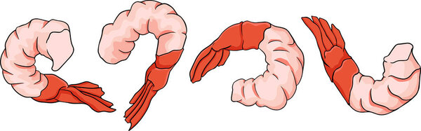 Shrimp, prawn icons set. Collection shrimp, without shell, meat. Realistic vector illustration