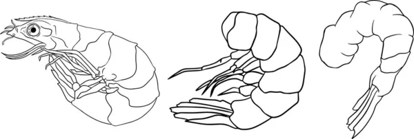 对虾图标设置 收集虾仁 没有壳 现实的矢量图解 着色页 — 图库照片