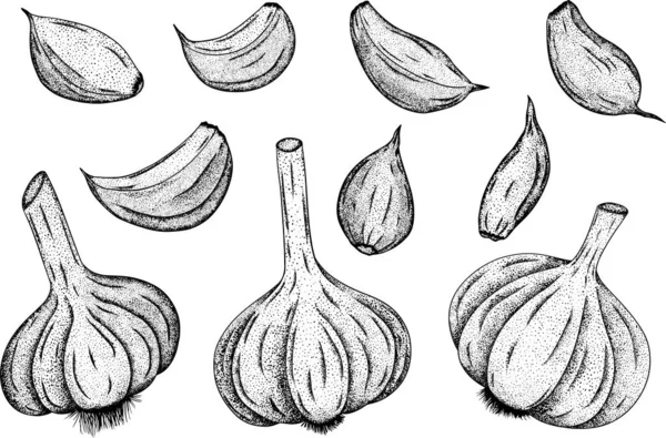 大蒜在白色背景上被隔离 大蒜切片的矢量手绘图解 蔬菜离子 — 图库照片