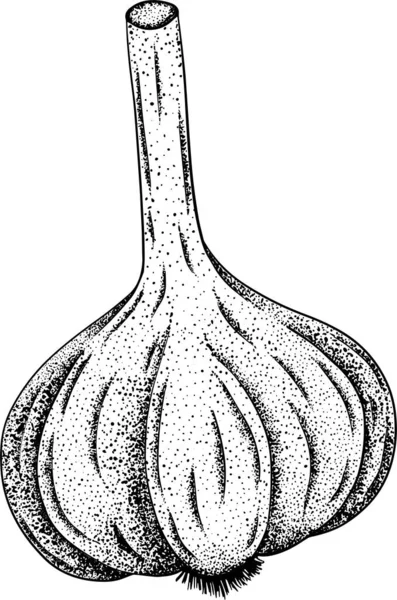 Česnek Izolovaný Bílém Pozadí Vektorové Ručně Kreslené Vyobrazení Česneku Nakrájeného — Stock fotografie