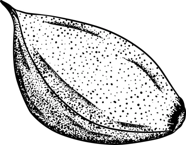 大蒜在白色背景上被隔离 大蒜切片的矢量手绘图解 蔬菜离子 — 图库照片