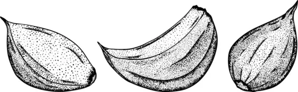 Knoblauch Isoliert Auf Weißem Hintergrund Vector Handgezeichnete Illustration Von Knoblauch — Stockfoto