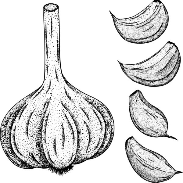 Σκόρδο Απομονωμένο Λευκό Φόντο Διάνυσμα Χέρι Ζωγραφισμένα Εικόνα Του Σκόρδου — Φωτογραφία Αρχείου