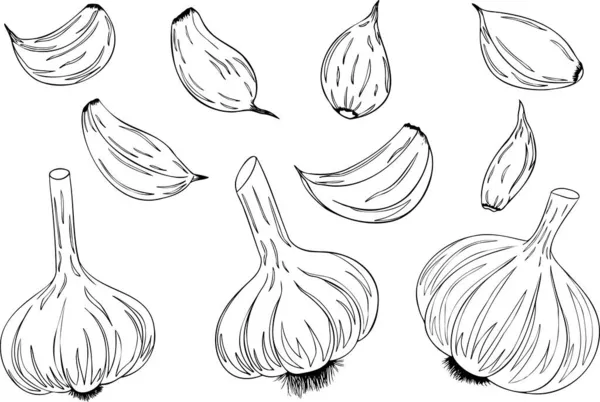 Česnek Izolovaný Bílém Pozadí Vektorové Ručně Kreslené Vyobrazení Česneku Nakrájeného — Stock fotografie
