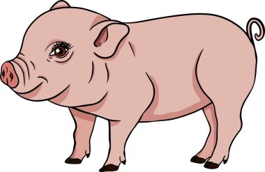 Domuz herif. Beyaz arka planda izole edilmiş domuz kafasının vektör çizimi. Çiftlik hayvanlarının resim sanatı gerçekçi bir şekilde. Etiket, poster, baskı ve tasarım için illüstrasyon.