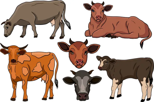 奶牛被隔离在白色的 手绘的牛群上 动物放牧病媒图解 奶牛场的宠物标签 印刷品和设计说明 — 图库照片