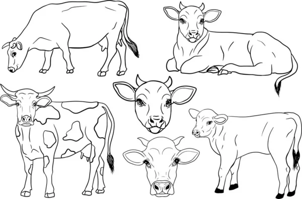 Vache Isolée Sur Bétail Blanc Dessiné Main Illustration Vectorielle Pâturage — Photo