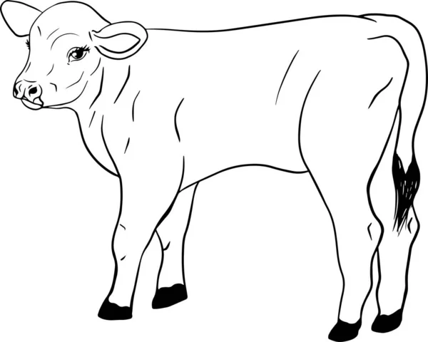 Cow Isolated White Hand Drawn Cattle Animal Grazing Vector Illustration — Stock Photo, Image