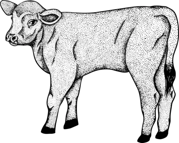 Vaca Aislada Ganado Blanco Dibujado Mano Animal Pastoreo Vector Ilustración —  Fotos de Stock