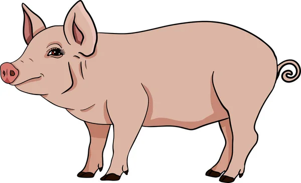 Pig Vector Illustration Piglet Head Isolated White Background Clip Art — Stock Photo, Image