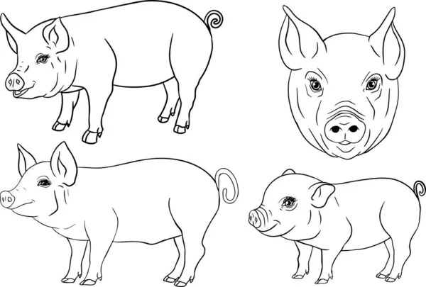 Pig. Vector illustration of piglet head isolated on white background. Clip art of farm animal in sketch realistic style. Illustration for label, poster, print and design.