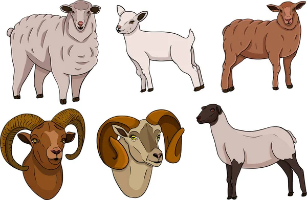 Овцы Ручной Рисунок Крупного Рогатого Скота Векторная Иллюстрация Фермерские Животные — стоковое фото