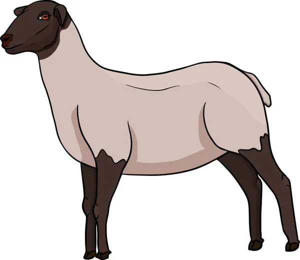 Koyun Yapımı Sığırlar Hayvan Otlatma Vektör Illüstrasyonu Çiftlik Hayvanları Etiket — Stok fotoğraf
