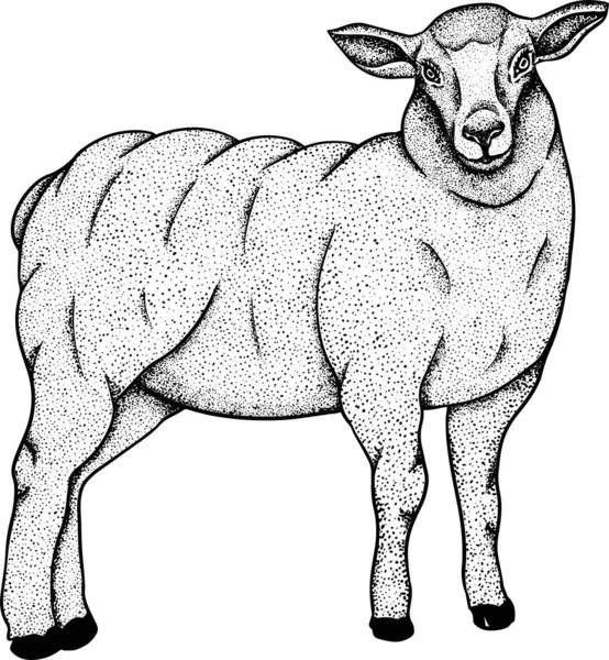 Вівці Рука Намальована Худоба Пасовище Тварин Векторні Ілюстрації Фермерські Домашні — стокове фото