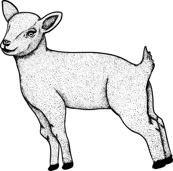 Ovelhas Bovinos Desenhados Mão Ilustração Vetorial Pastoreio Animal Animais Estimação — Fotografia de Stock