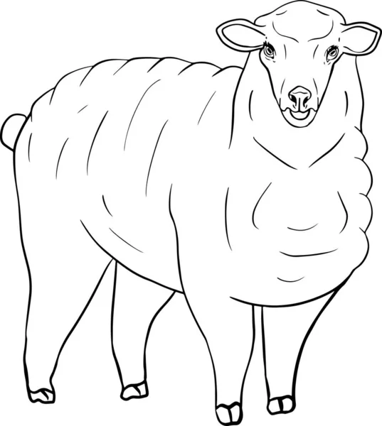 Sheep Hand Drawn Cattle Animal Grazing Vector Illustration Farm Pets — Stock Photo, Image