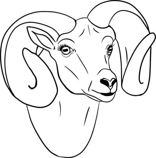 Schafe Handgezeichnete Rinder Tierweidevektorillustration Haustiere Illustration Für Etikett Plakat Druck — Stockfoto