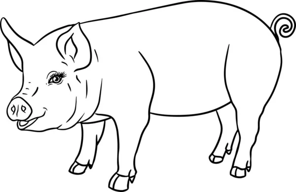 Babi Vektor Ilustrasi Kepala Babi Terisolasi Pada Latar Belakang Putih — Stok Foto