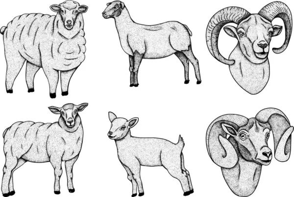 Ovce Ručně Kreslený Skot Vektorová Ilustrace Zvířete Domácí Mazlíčci Ilustrace — Stock fotografie
