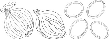 Beyaz arka planda elle çizilmiş vektör soğanları. Yemek taslağı. Baharat. Sebze gibi. Botanik illüstrasyon. Renkli sayfalar