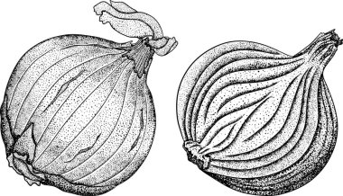 Beyaz arka planda elle çizilmiş vektör soğanları. Yemek taslağı. Baharat. Sebze gibi. Botanik illüstrasyon.