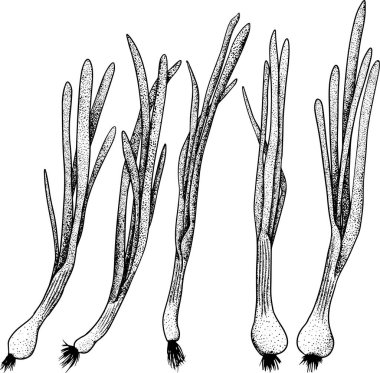Beyaz arka planda elle çizilmiş vektör soğanları. Yemek taslağı. Baharat. Sebze gibi. Botanik illüstrasyon.