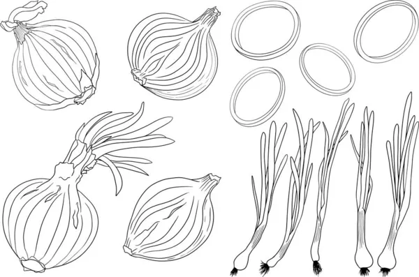 Cipolle Vettoriali Disegnate Mano Sfondo Bianco Schizzo Cibo Spezie Ortaggi — Foto Stock