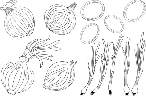 Векторный Лук Белом Фоне Эскиз Еды Специи Целый Овощ Ботаническая — стоковое фото