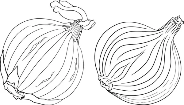白色背景上手工绘制的矢量洋葱 食物的素描 整个蔬菜 植物学说明 着色页 — 图库照片