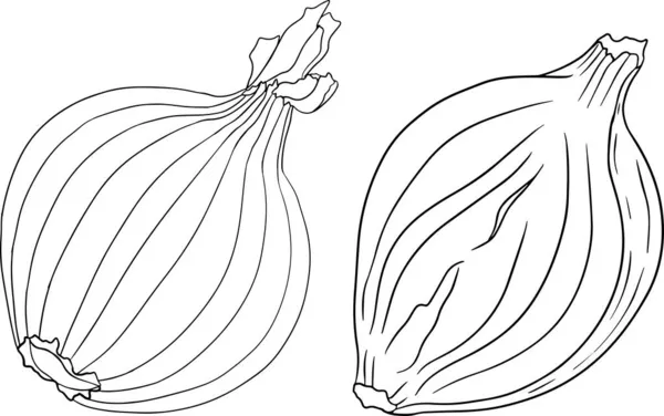 白色背景上手工绘制的矢量洋葱 食物的素描 整个蔬菜 植物学说明 着色页 — 图库照片