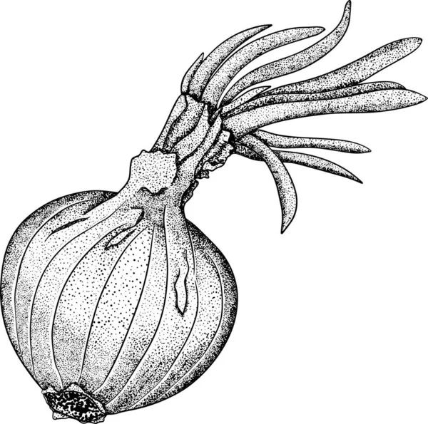 白色背景上手工绘制的矢量洋葱 食物的素描 整个蔬菜 植物学说明 — 图库照片
