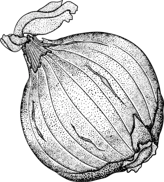 白い背景にベクトル玉ねぎを手描き 食べ物のスケッチ スパイスだ 全部野菜だ 植物図 — ストック写真