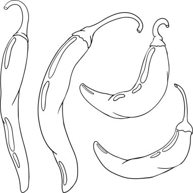 Kırmızı biber. El çizimi renkli vektör çizimi, beyaz arka planda izole edilmiş. Kırmızı biber ikonu. Renkli sayfalar