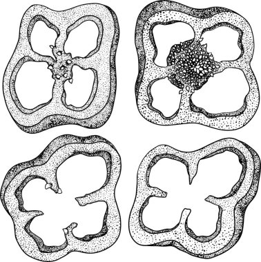 Kırmızı biber. El çizimi renkli vektör çizimi, beyaz arka planda izole edilmiş. Kırmızı biber simgesi
