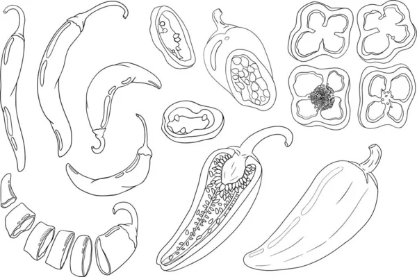 Kırmızı biber. El çizimi renkli vektör çizimi, beyaz arka planda izole edilmiş. Kırmızı biber ikonu. Renkli sayfalar