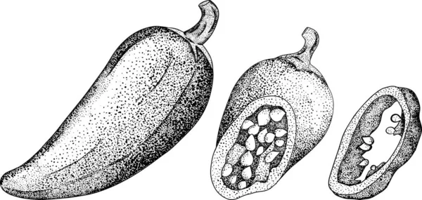 Чіллі Пепер Намальований Вручну Кольоровий Векторний Малюнок Ізольований Білому Тлі — стокове фото