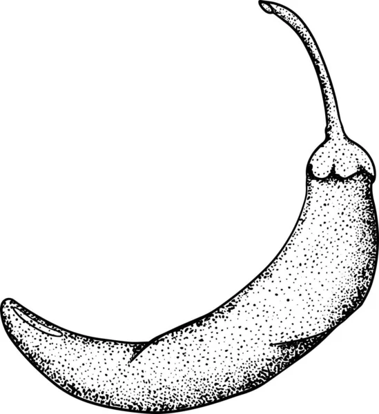 Chilli Pepper Ručně Kreslené Barevné Vektorové Ilustrace Izolované Bílém Pozadí — Stock fotografie