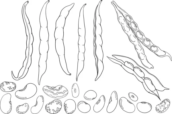 ポッドと豆だ 白地に手描きスケッチ デザインのための豆とポッドイラスト — ストック写真
