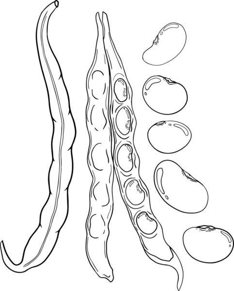 Капсулы Бобы Ручной Рисунок Белом Фоне Иллюстрация Фасоли Стручков Вашего — стоковое фото