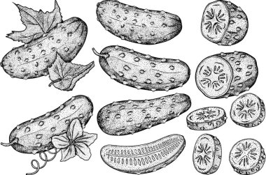 El çizimi, vektör salatalık. Sebze eskiz stili çizim. Ayrıntılı salatalık çizimi. Çiftlik pazarı ürünü.