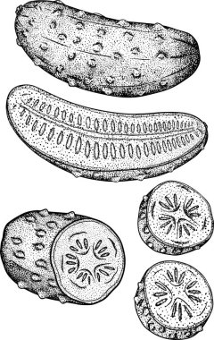 El çizimi, vektör salatalık. Sebze eskiz stili çizim. Ayrıntılı salatalık çizimi. Çiftlik pazarı ürünü.