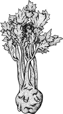 Kereviz el çizimi vektör çizimi. Eskiz tarzında sebze. Ayrıntılı vejetaryen yemek çizimi. Çiftlik pazarı ürünü
