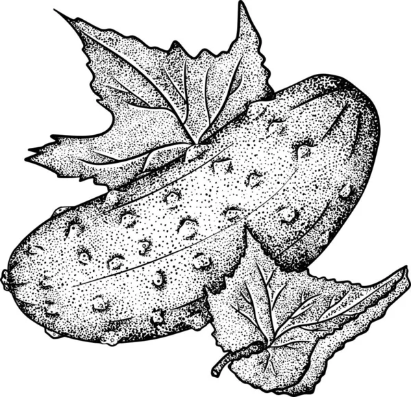 Handgetekend Vectorkomkommer Plantaardige Schets Stijl Illustratie Gedetailleerde Komkommer Tekening Landbouwproduct — Stockfoto