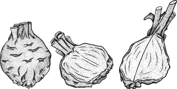 Kereviz Çizimi Vektör Çizimi Eskiz Tarzında Sebze Ayrıntılı Vejetaryen Yemek — Stok fotoğraf